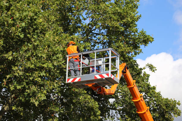 Best Arborist Consultation Services  in Lorane, PA