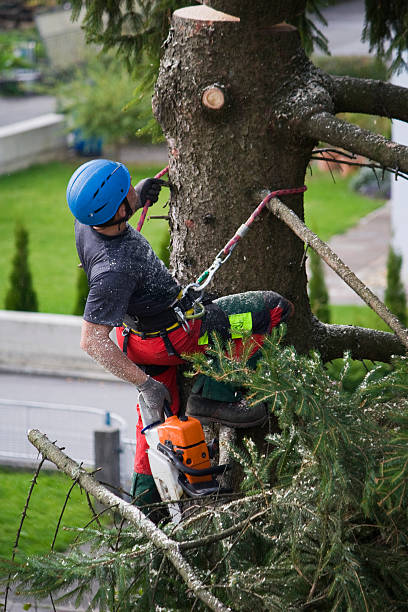 Best Stump Grinding and Removal  in Lorane, PA